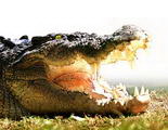 hartleys-crocodile-adventures.jpg